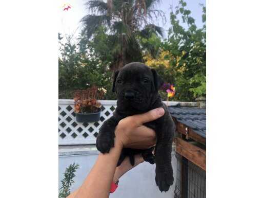 Alan Korumanın Profesörleri Doğdu