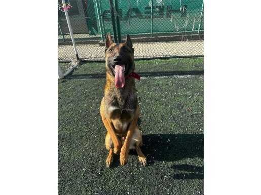 Safkan orjinal malinois 2.5 aylık erkek dişi yavrulat