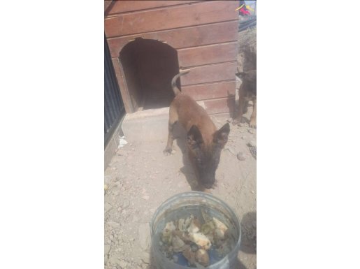 A kalite Belçika Kurdu Ve Yavrusu