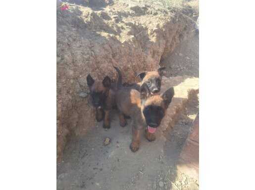 A kalite Belçika Kurdu Annesi Ve Yavrusu