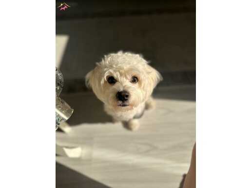 Acil vermek zorundayım, ailesel sıkıntılardan dolayı