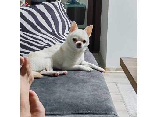 2 yaşına yeni girdi saff elma kafa erkek