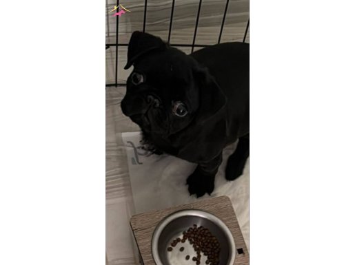 6-7 aylık pug 