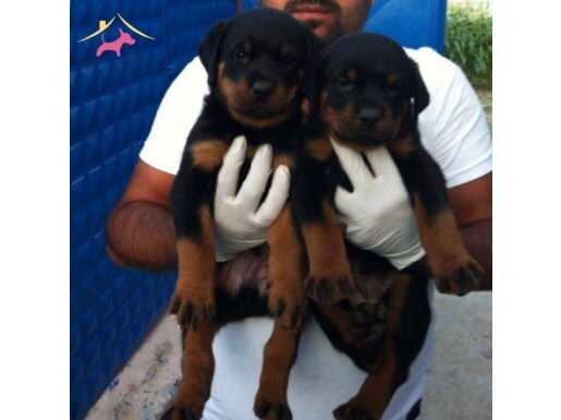 Macar Rottweiler Her İle Yollanır