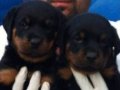 Macar Rottweiler Her İle Yollanır