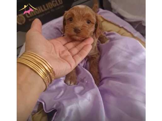 POODLE TADINDA MALTİPO 