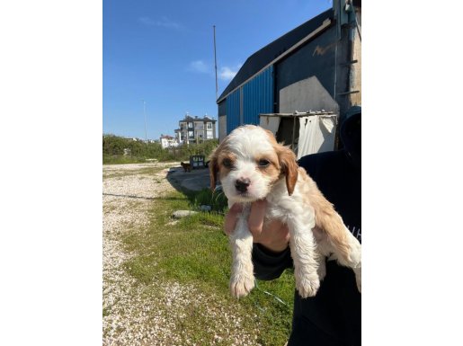 45 Günlük American Cocker yavruları 