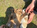 45 Günlük American Cocker yavruları 