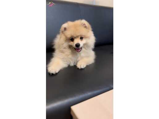 Acil çok uygun Pomerian Boo