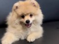 Acil çok uygun Pomerian Boo