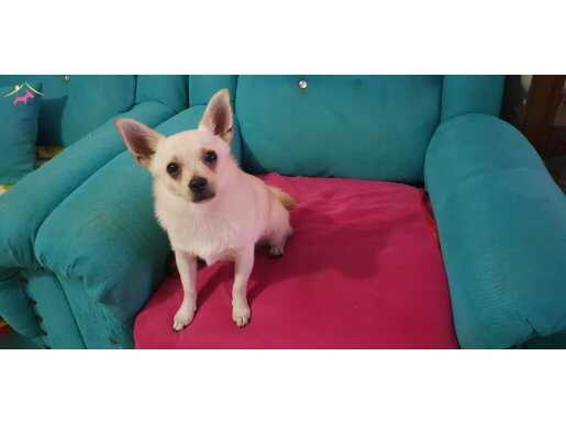 Tatlı enerjik ve şirin köpeğimiz