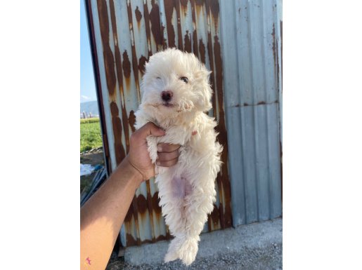 Maltese terrier yavrusu