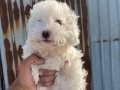 Maltese terrier yavrusu