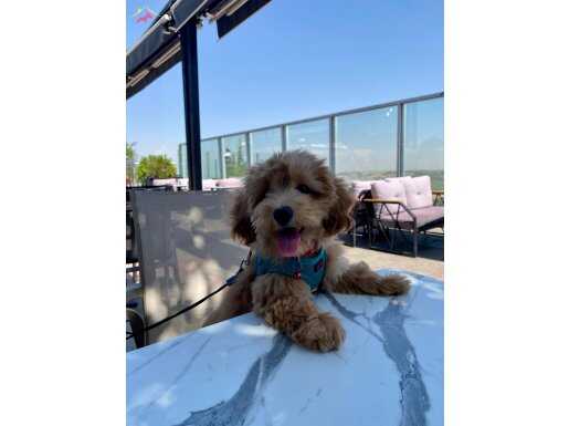 4 aylık Maltipoo dişi 