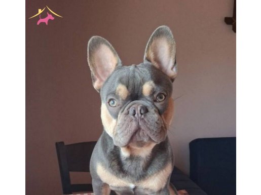French Bulldog Lilac Tan Blue