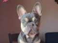French Bulldog Lilac Tan Blue