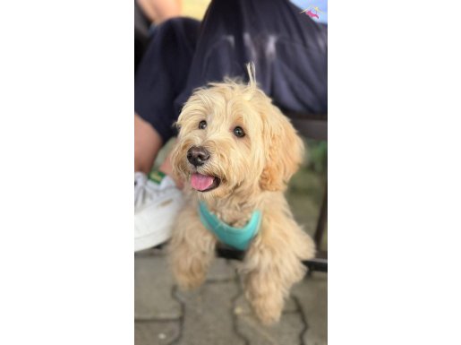 Ailem izin vermediği için sahiplendiriyorum