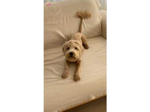 1 yaşında Maltipoo 