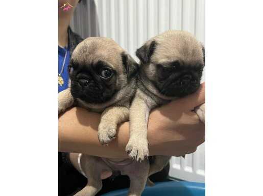 GÜZEL PUG YAVRULAR 