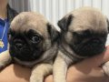GÜZEL PUG YAVRULAR 