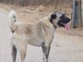 Sivas Kangal  Sahiplendirme Çok akıllı Ve Saf Kandır