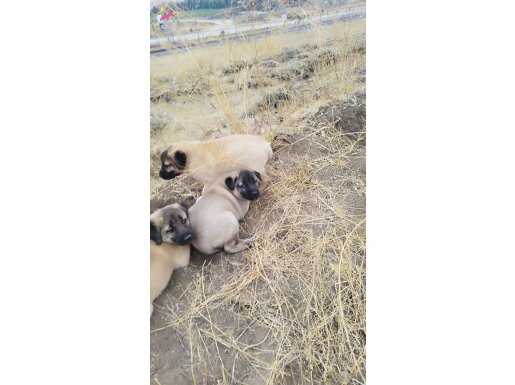 Kangal yavrular 1 aylık Kurtçu cins