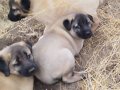 Kangal yavrular 1 aylık Kurtçu cins