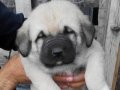 Sivas Kangal yavrular 