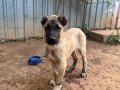 Safkan Sivas Kangal Yavruları 
