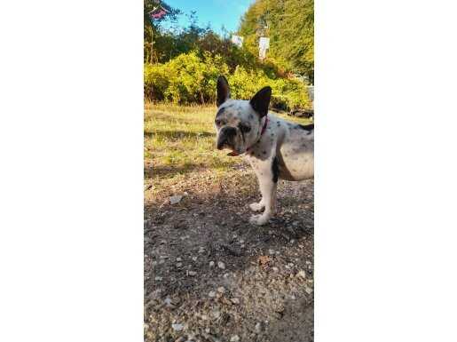 Aşıları yeni yapılmıştır