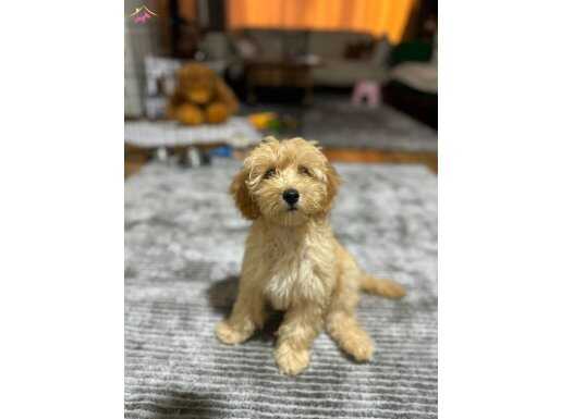 Evinize neşe katıcak aile dostu maltipoo