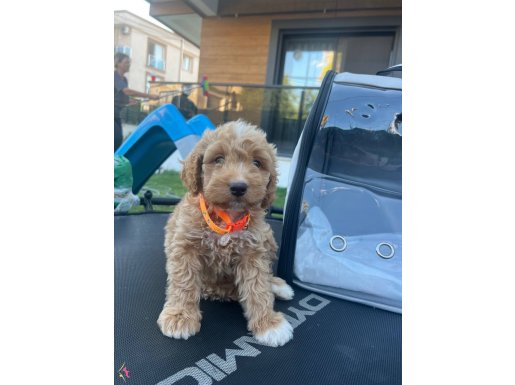 En sevimli maltipoo çiti, çantası,tüm bakım eşyaları dahil