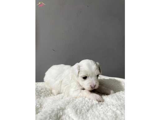 Mavi gözlü maltese teacup ev ortamı küt burun 