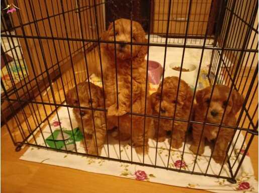 Poodle değil maltipoo bebekelr küt burun