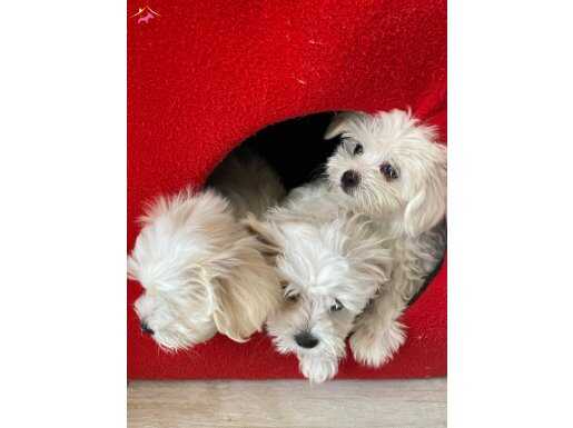 Micro Bichon puppies 