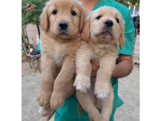 Koca Kafa küt burun golden retriever 