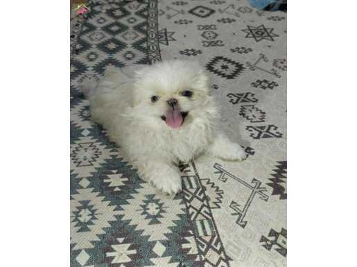 Miniboys morkie yavrulari egitimli