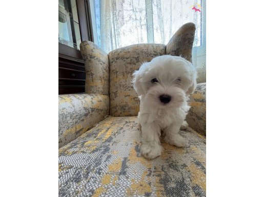 Korekani maltes bebekler