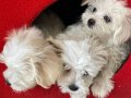 Micro Bichon puppies
