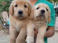 Koca Kafa küt burun golden retriever 