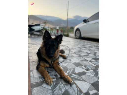 9 aylık alman kurdu