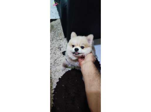 7 aylık çok uslu tuvalet eğitimi var sahiplenene baglanacak