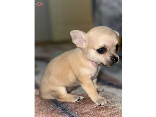 Yavrularımız 3 dişi 2erkek