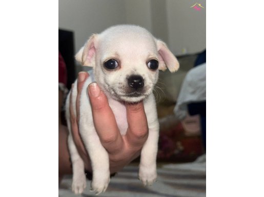 1 adet dişi yavrumuz 