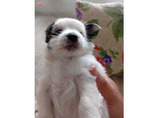 Pomeranian chivava lassie Melez