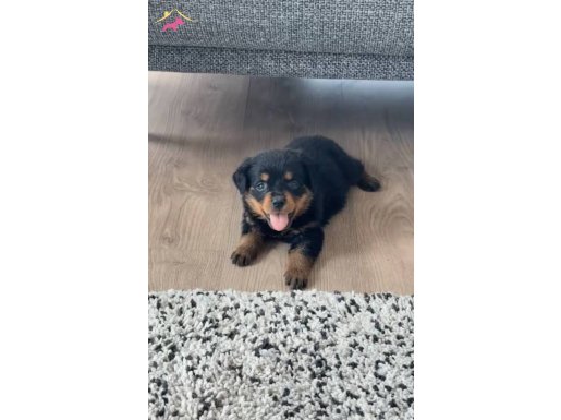 Rottweiler 2:30 aylık safkan