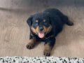 Rottweiler 2:30 aylık safkan