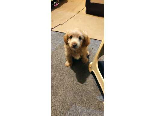 Anne ve Baba Maltipoo olan yavrumuzu sahiplendiriyoruz.