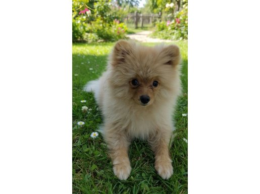 ACİL YUVA! 5 Aylık Pomerianan boo 