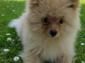 ACİL YUVA! 5 Aylık Pomerianan boo 